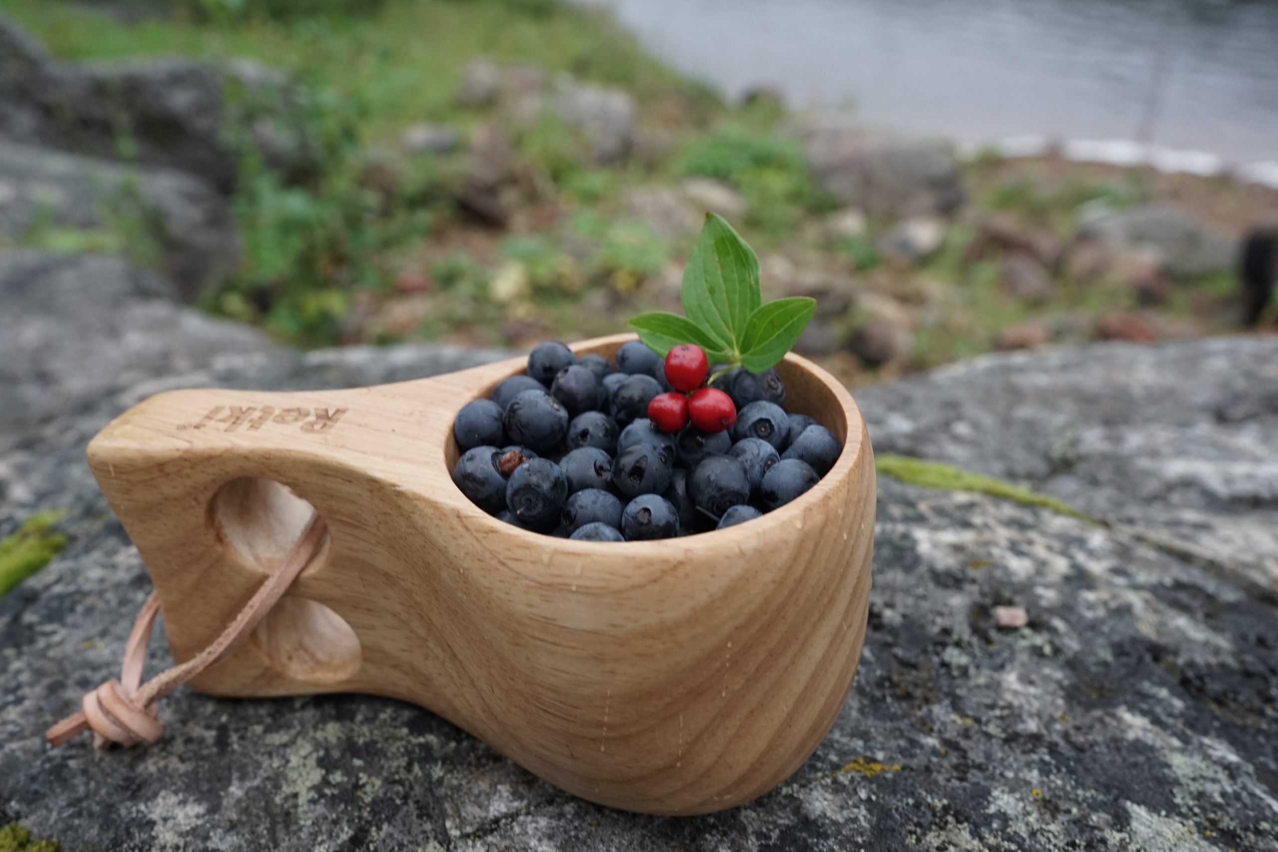 blueberries Laponie
