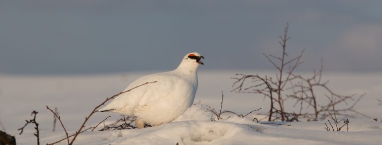 lagopède Laponie