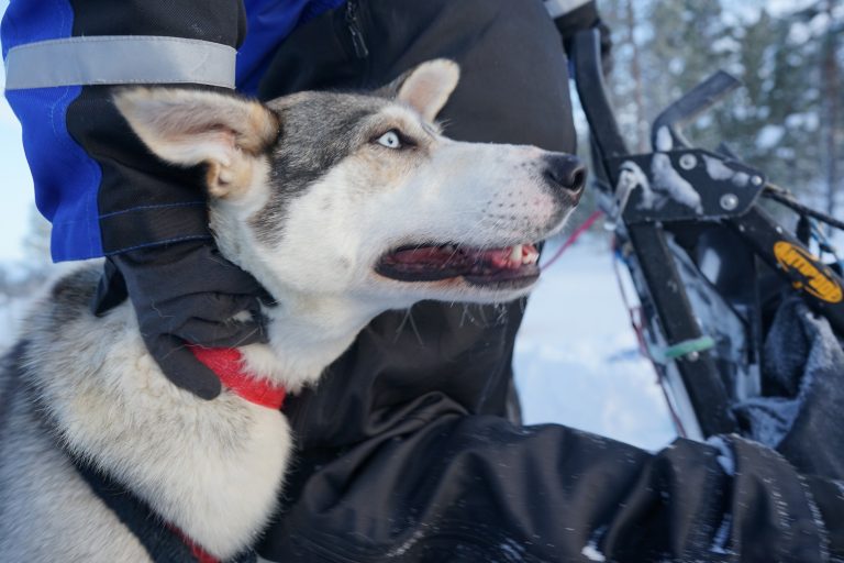 Chiens de traîneaux de Laponie