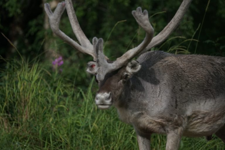 Faune sauvage de Laponie